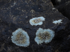 Placopsis