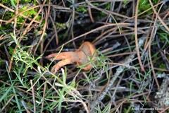 Chroogomphus rutilus