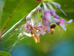 Ardisia cornudentata