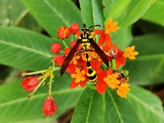 Phimenes flavopictus