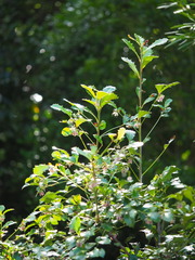 Ardisia cornudentata