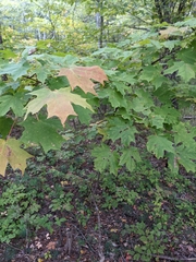 Acer saccharum