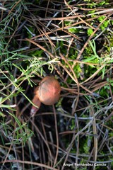 Chroogomphus rutilus