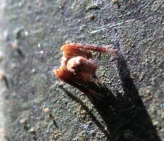 Hamataliwa