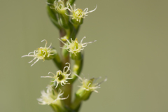 Holothrix burchellii