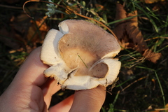 Heterophyllidia