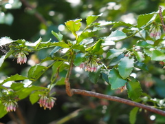 Ardisia cornudentata