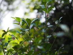Ardisia cornudentata