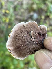 Hydnellum scrobiculatum