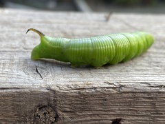 Cephonodes hylas hylas