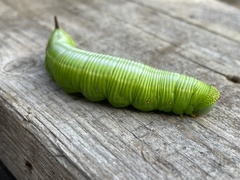 Cephonodes hylas hylas