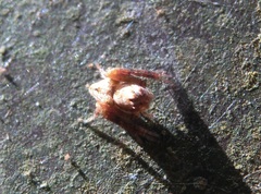 Hamataliwa