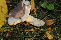 Heterophyllidia