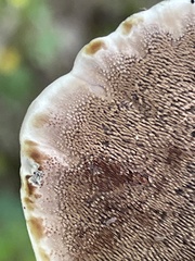 Hydnellum scrobiculatum