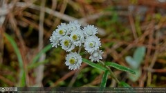 Anaphalis morrisonicola
