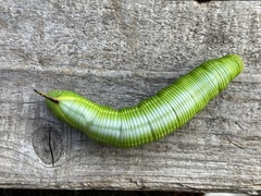 Cephonodes hylas hylas