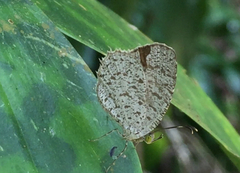 Allotinus unicolor unicolor