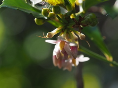 Ardisia cornudentata