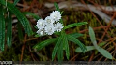 Anaphalis morrisonicola