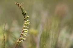 Holothrix burchellii