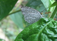 Allotinus unicolor unicolor