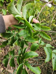 Sambucus canadensis