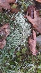 Cladonia rangiformis