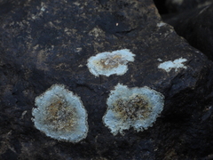 Placopsis