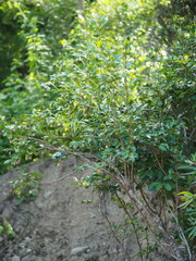 Ardisia cornudentata