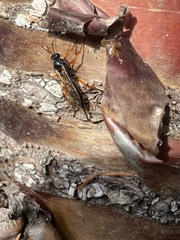 Pimpla