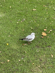 Chroicocephalus ridibundus