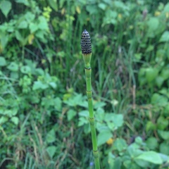 Equisetum myriochaetum