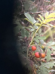 Rosa palustris