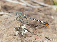 Erpetogomphus lampropeltis