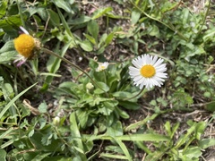 Bellis
