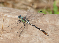Erpetogomphus lampropeltis