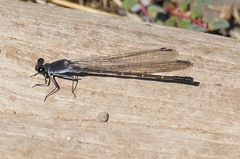 Argia lugens