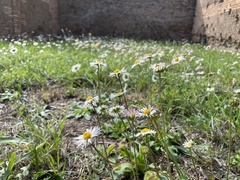 Bellis