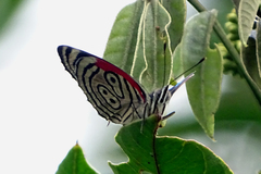 Diaethria clymena