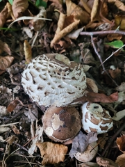 Chlorophyllum brunneum