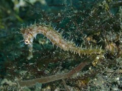 Hippocampus histrix