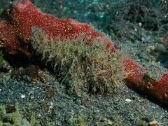 Antennarius striatus