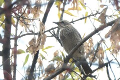 Turdus eunomus