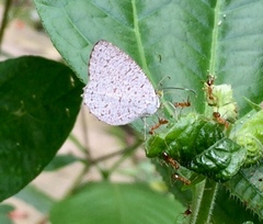 Allotinus unicolor unicolor