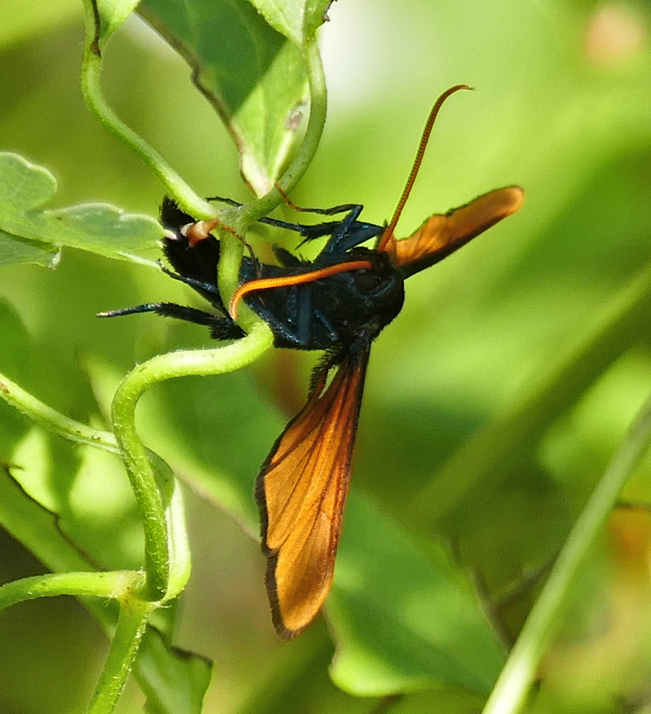 Alcathoe pepsioides