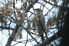 Turdus eunomus