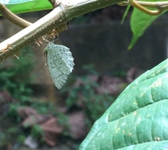 Allotinus unicolor unicolor