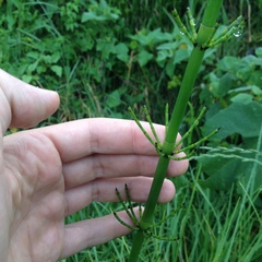 Equisetum myriochaetum