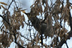 Turdus eunomus