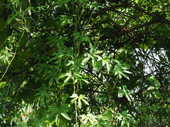 Ipomoea mauritiana